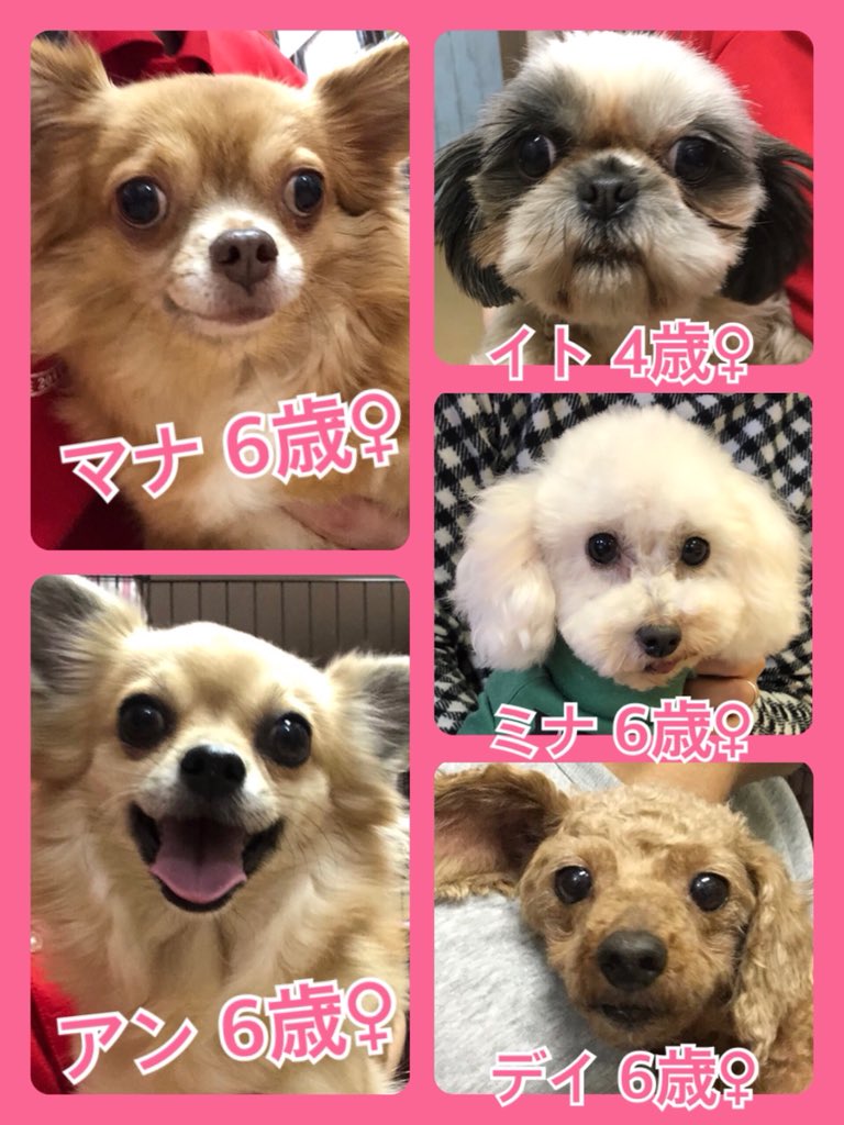 🐾今日の里親様募集中ワンコ🐶メンバーです🐾2020,1,23